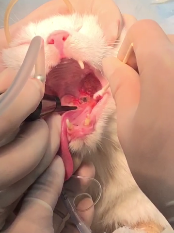 Icerasy - Combined treatment of stomatitis(图4)
