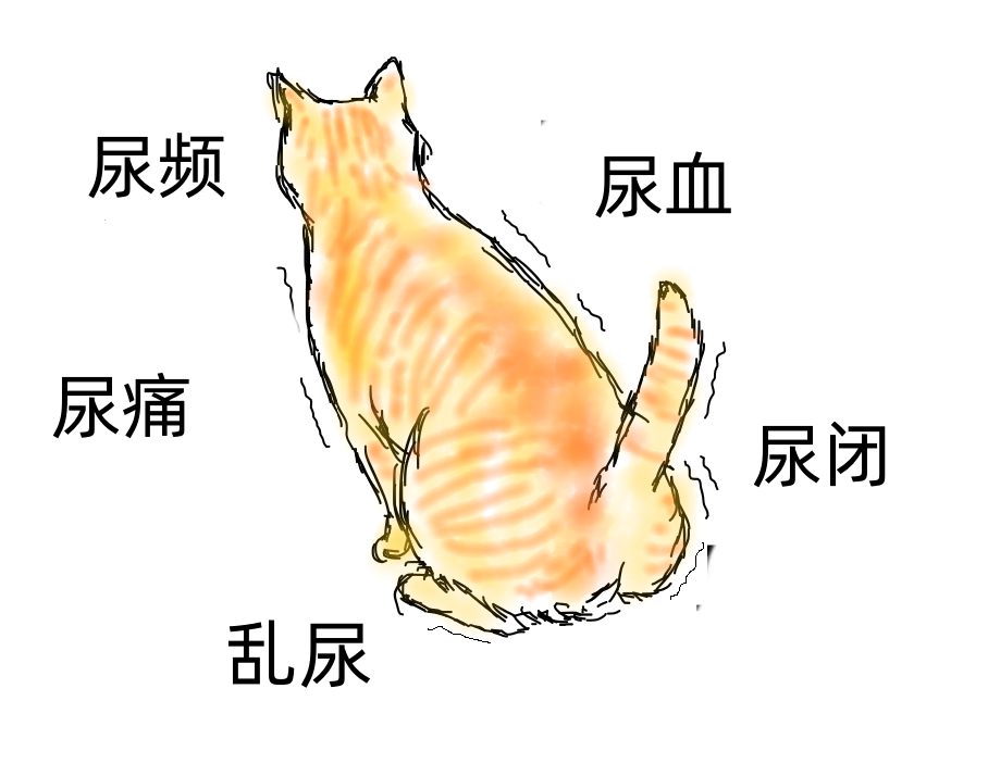 What to do when your cat experiences feline idiopathic cystitis (FIC)?(图1)