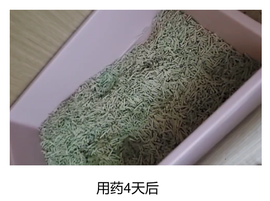 What to do when your cat experiences feline idiopathic cystitis (FIC)?(图10)