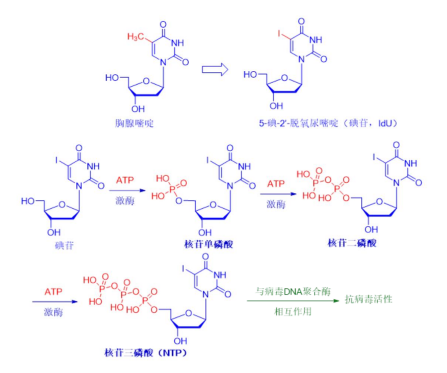Application of antiviral ingredient Idoxuridine(IDU)(图2) Application of antiviral ingredient Idoxuridine(IDU)(图2)