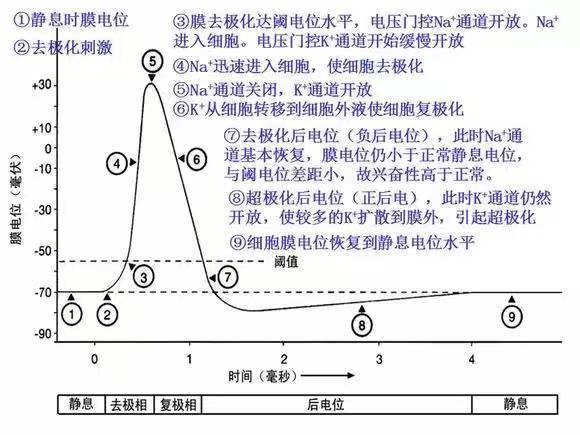 My furry child has weak muscles? Its most likely hypokalemia!(图2)