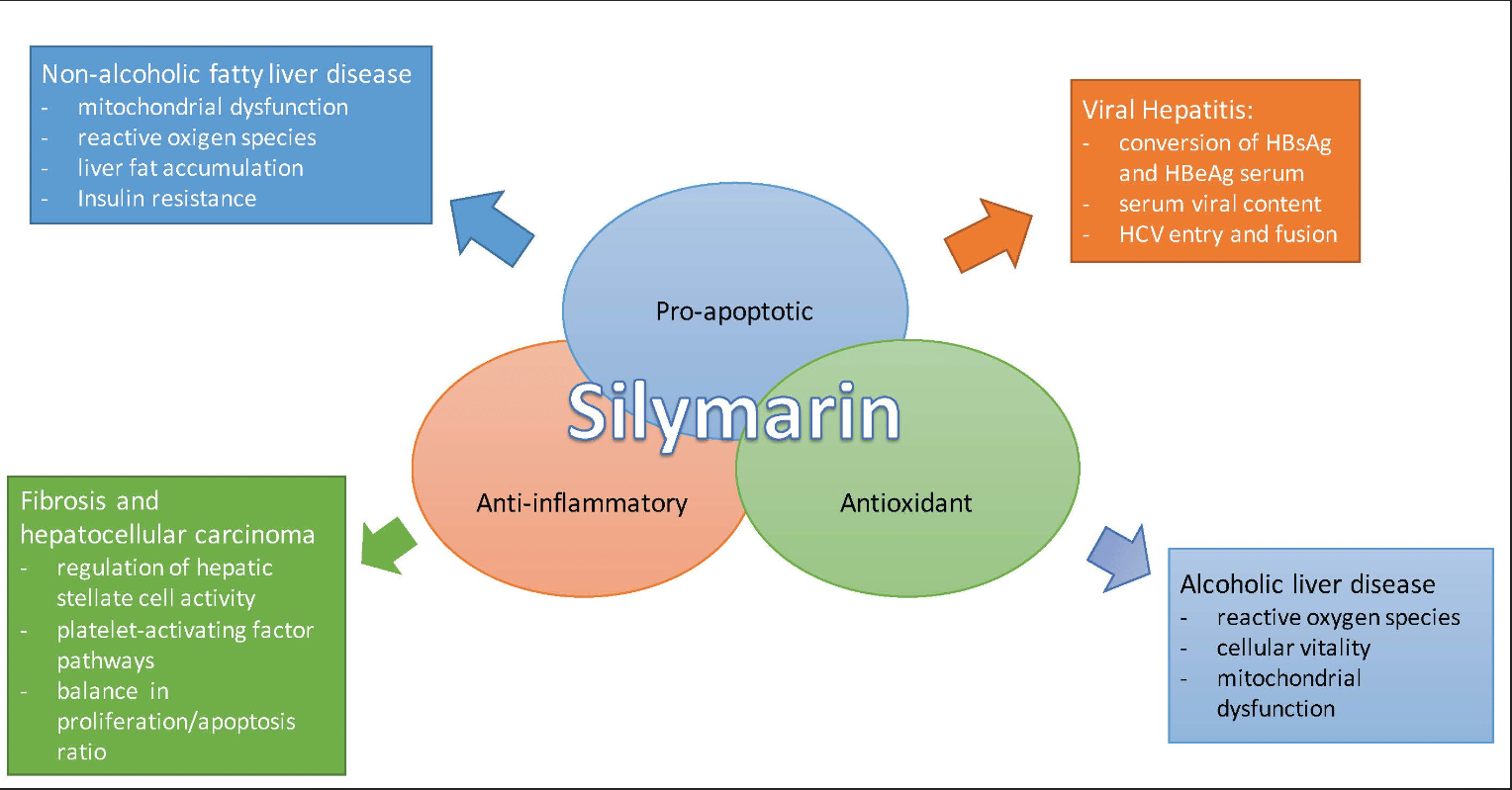 Knowledge sharing | If your pet has a bad liver, Silybin can help(图4)