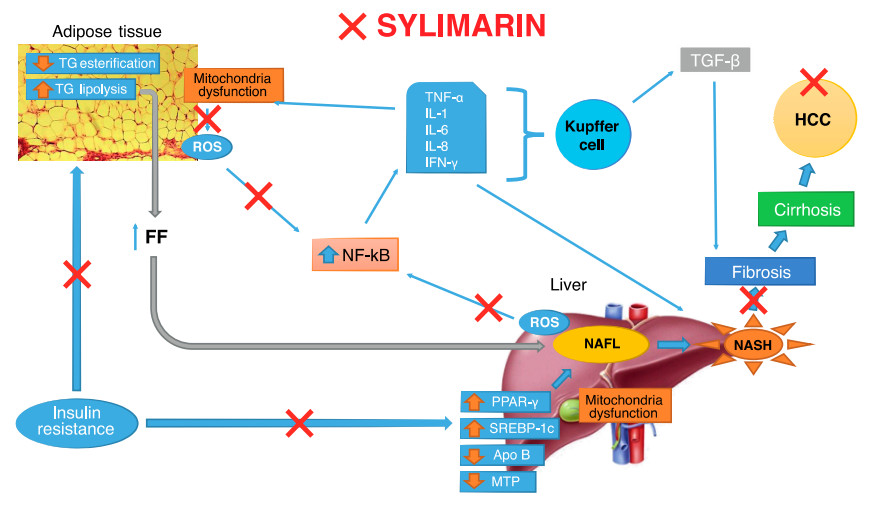 Knowledge sharing | If your pet has a bad liver, Silybin can help(图5)