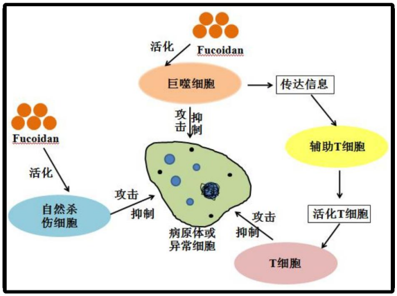 A New Option for Helicobacter pylori Removal(图5)