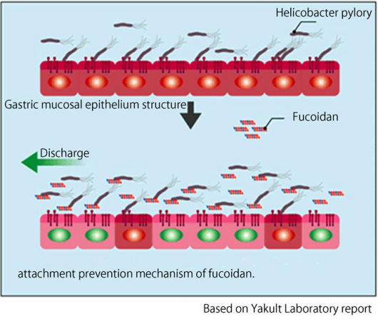 A New Option for Helicobacter pylori Removal(图6)