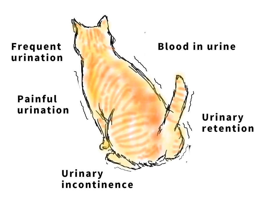 Case sharing | What to do about feline idiopathic cystitis (FIC)?(图2) Case sharing | What to do about feline idiopathic cystitis (FIC)?(图2)