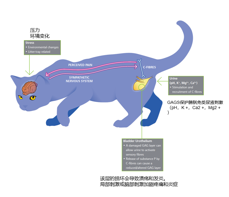 Case sharing | What to do about feline idiopathic cystitis (FIC)?(图12) Case sharing | What to do about feline idiopathic cystitis (FIC)?(图12)
