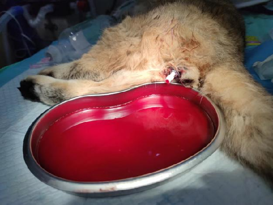 Case sharing | What to do about feline idiopathic cystitis (FIC)?(图18) Case sharing | What to do about feline idiopathic cystitis (FIC)?(图18)
